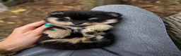 Pomchi honden te koop: SUPERSCHATTIGE POMCHI KNUFFELBEERTJES ❤️💙   - Advertentie 2