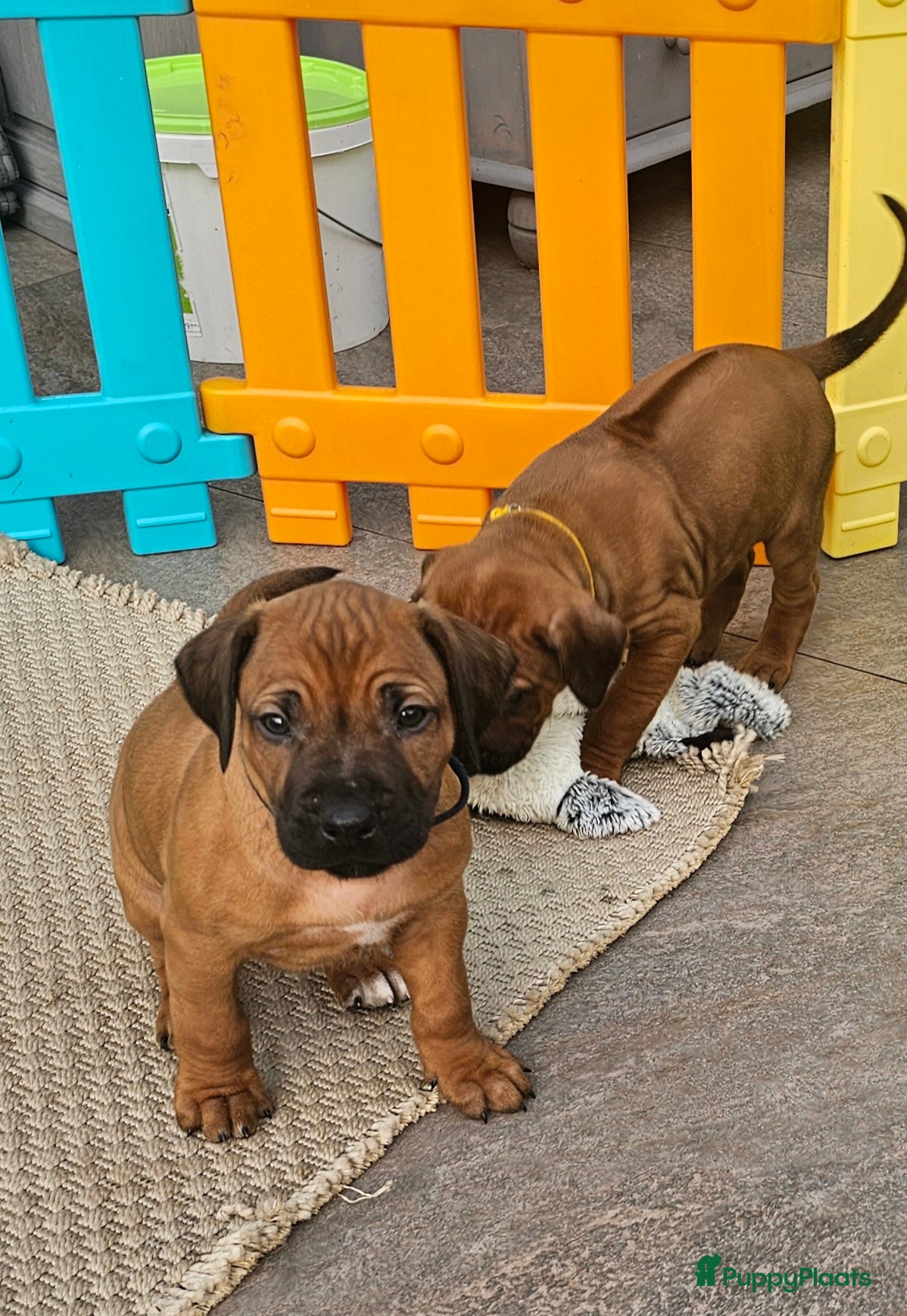 Rhodesian Ridgeback honden Rhodesian Ridgeback reutjes (nog keuze uit 3) - Advertentie 1