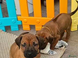Rhodesian Ridgeback honden Rhodesian Ridgeback reutjes (nog keuze uit 3) - Advertentie 1