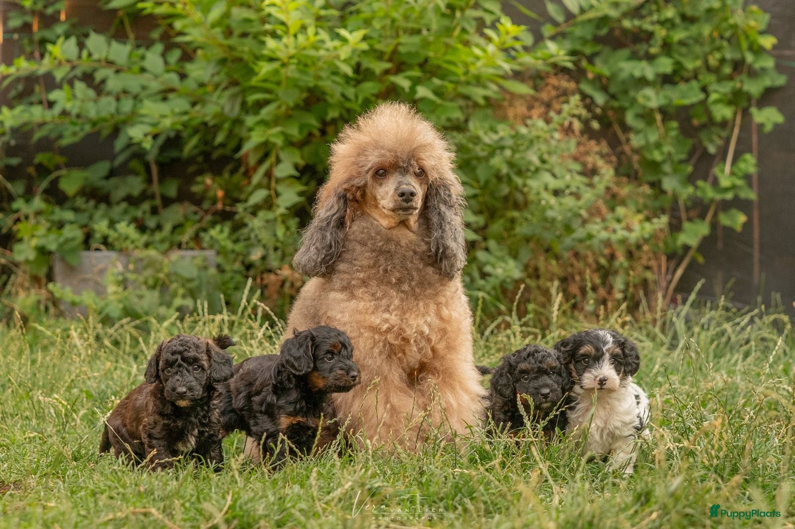 Kruising honden Dwergpoedel x Boompoo pups  - Advertentie 12