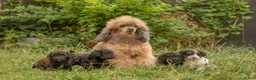 Kruising honden te koop: Dwergpoedel x Boompoo pups  - Advertentie 1