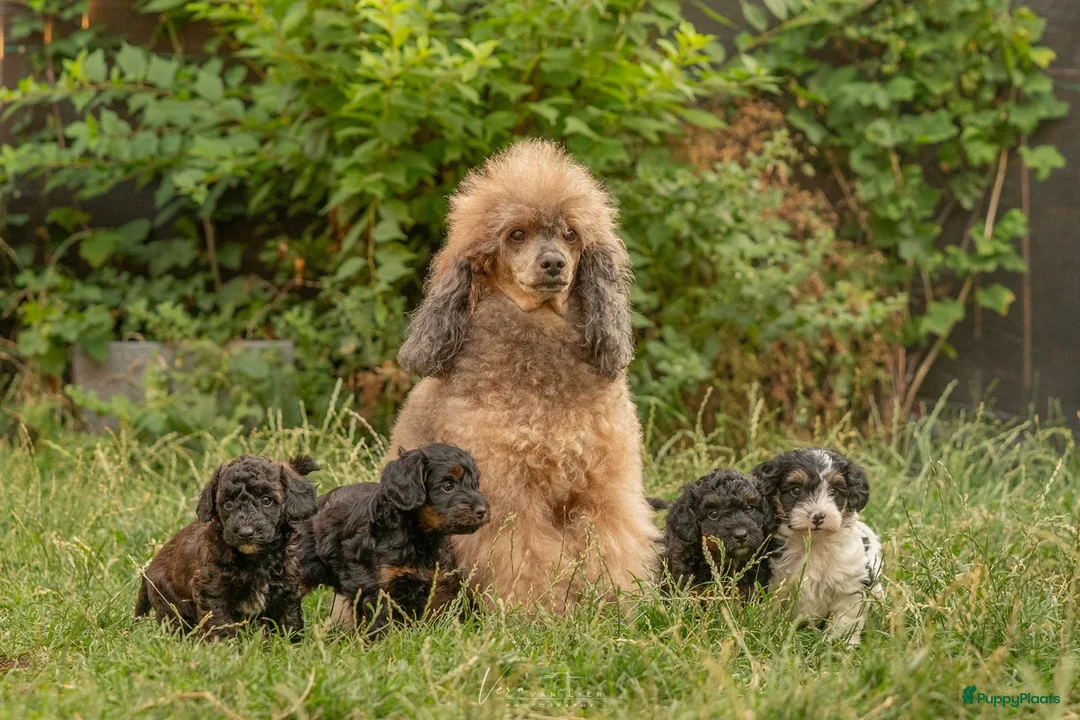 Kruising honden te koop: Dwergpoedel x Boompoo pups  - Advertentie 1