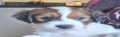 Kooikerhondje 2