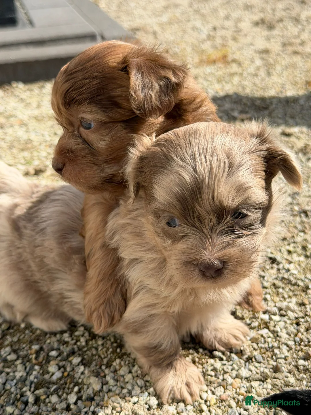 Boomer honden te koop: Prachtige boomer pups  - Advertentie 38