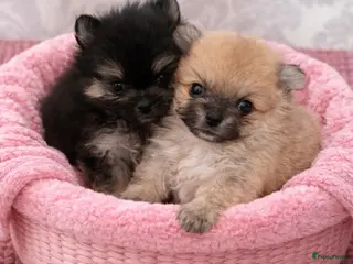 Pomeriaan honden Pomeranian pupjes geboren 28-01-2026 - Advertentie 2