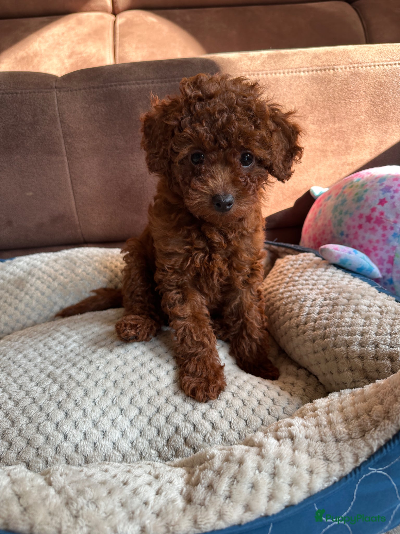 Poedel Toy honden Toypoedel puppy’s – liefdevolle gezinnen gezocht - Advertentie 2