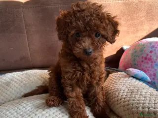 Poedel Toy honden Toypoedel puppy’s – liefdevolle gezinnen gezocht - Advertentie 2