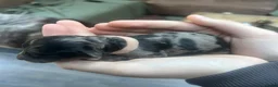Dwergpoedel honden te koop: Prachtige dwergpoedelpups met exclusieve kleur! - Advertentie 19