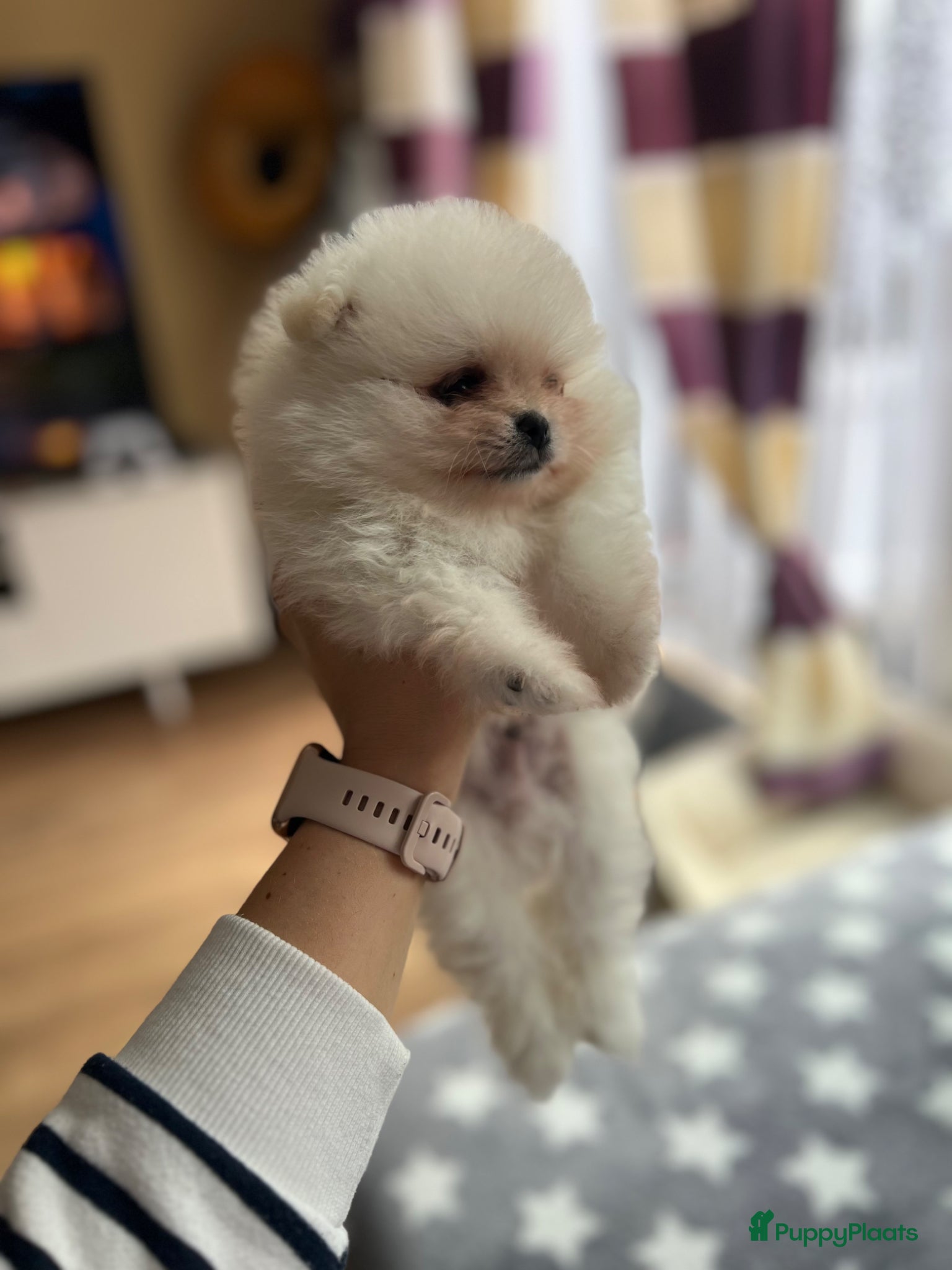 Pomeriaan honden Pomeriaan Reu 🌸 - Advertentie 1