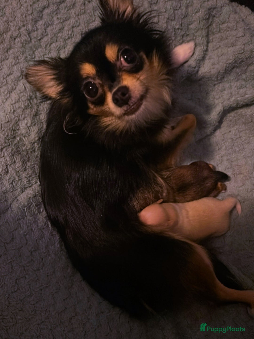 Pomchi honden te koop: 2 mooi pomchi’s te koop( mannelijke  - Advertentie 2