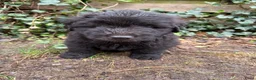Kruising honden te koop: Bouvier pupjes  in Luyksgestel - Advertentie 8