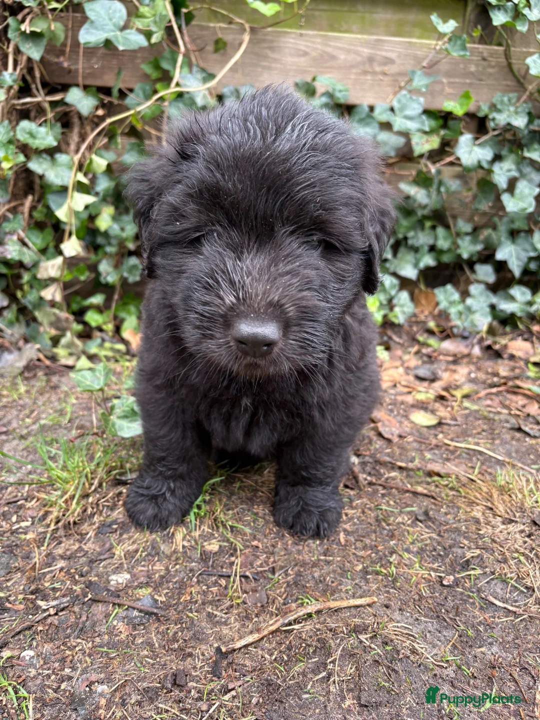 Kruising honden te koop: Bouvier pupjes  in Luyksgestel - Advertentie 8