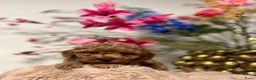 Poedel Toy honden te koop: toypoedel  - Advertentie 5