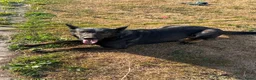 Mechelse Herder honden te koop: Mechelse Herders.Reu en Teef .. 3 jaar - Advertentie 5