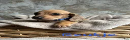 Teckel (korthaar)  honden te koop: Prachtige teckelpups 🐶 - Advertentie 15