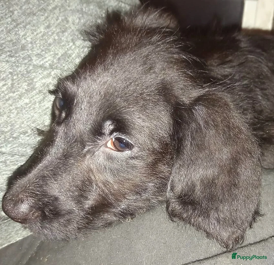 Kruising honden te koop: Een van deze prachtige pups is voor jou bedoeld? - Advertentie 7