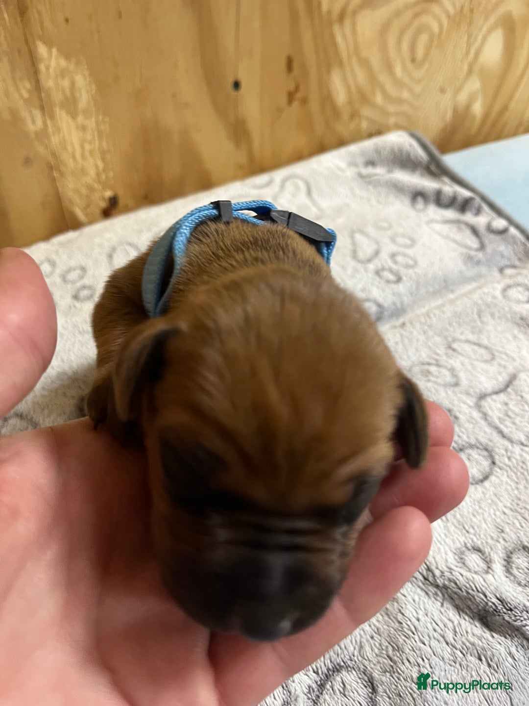 Rhodesian Ridgeback honden te koop: Rhodesian Ridgeback 7 reutjes geboren - Advertentie 22