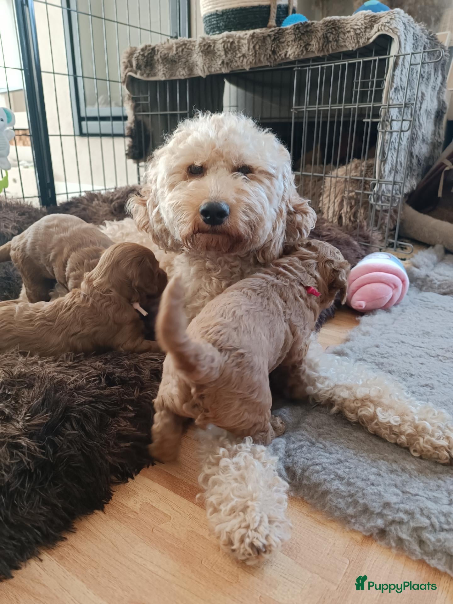 Labradoodle honden Mini Labradoodle pups - Advertentie 1