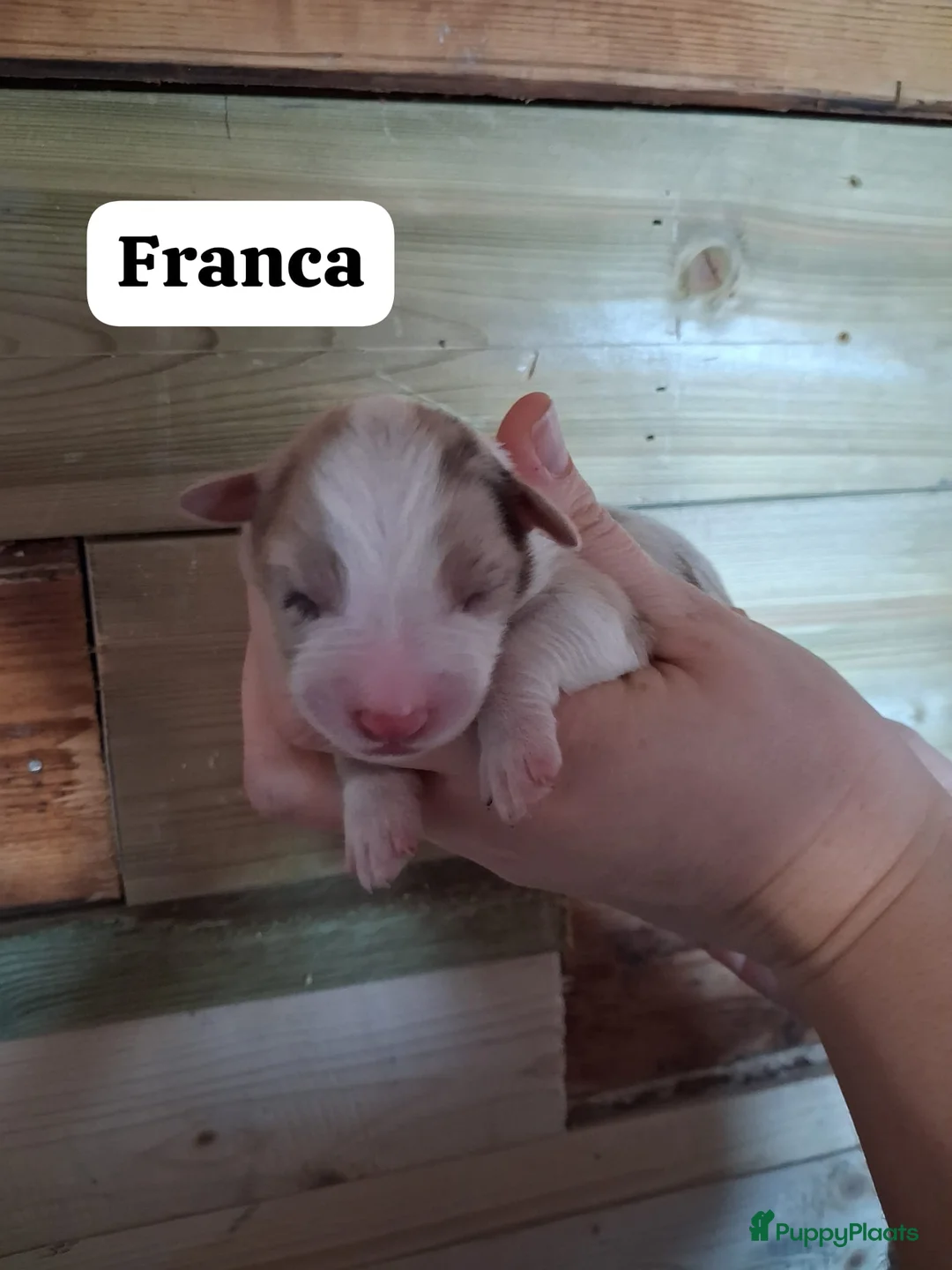 Australian Shepherd honden te koop: 10 prachtige Australische herder pups! - Advertentie 10