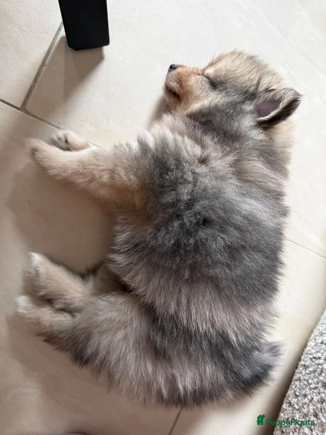 Pomeriaan honden te koop: Pomeriaan pup Merle, sable en black and tan - Advertentie 2