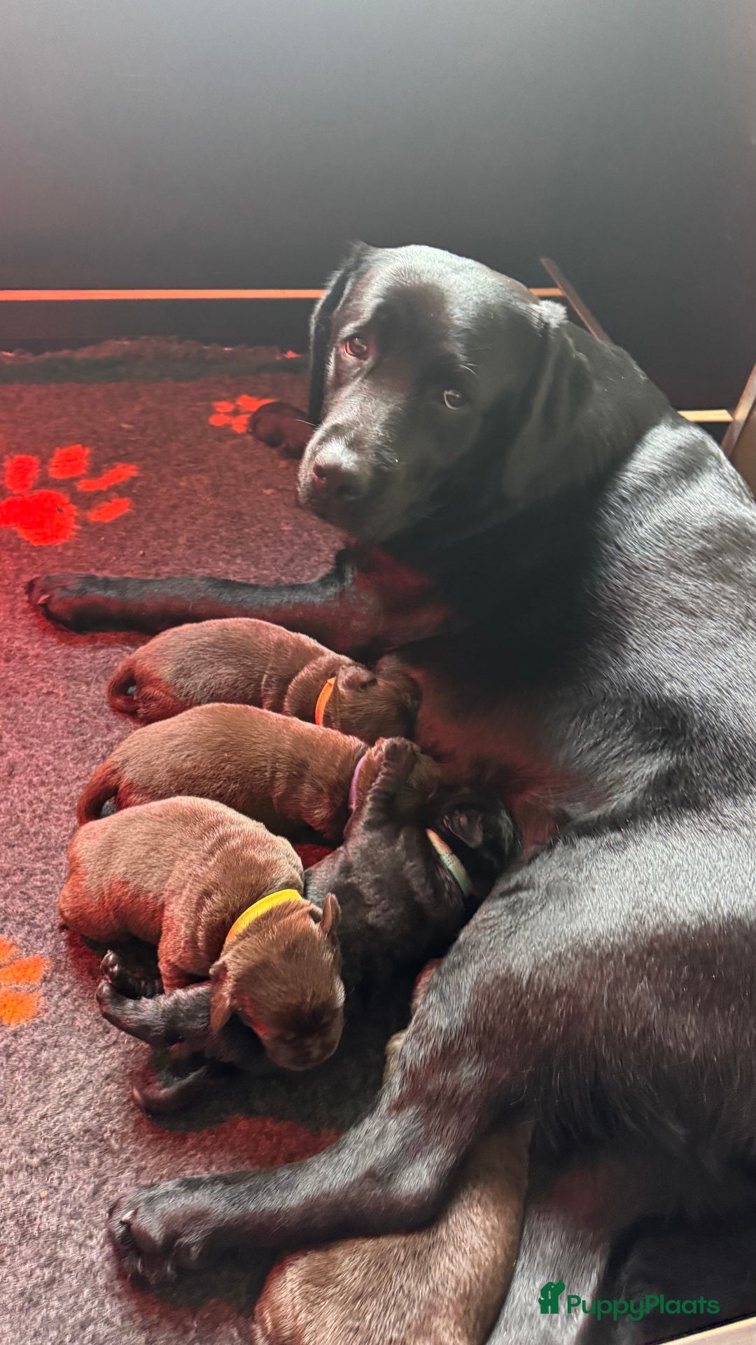 Labrador Retriever honden te koop: Bruin teefje beschikbaar  - Advertentie 2