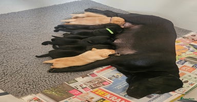 Labrador Retriever honden Zwarte/blonde reutjes met stamboom🩵vanaf 21 nov - Advertentie 10