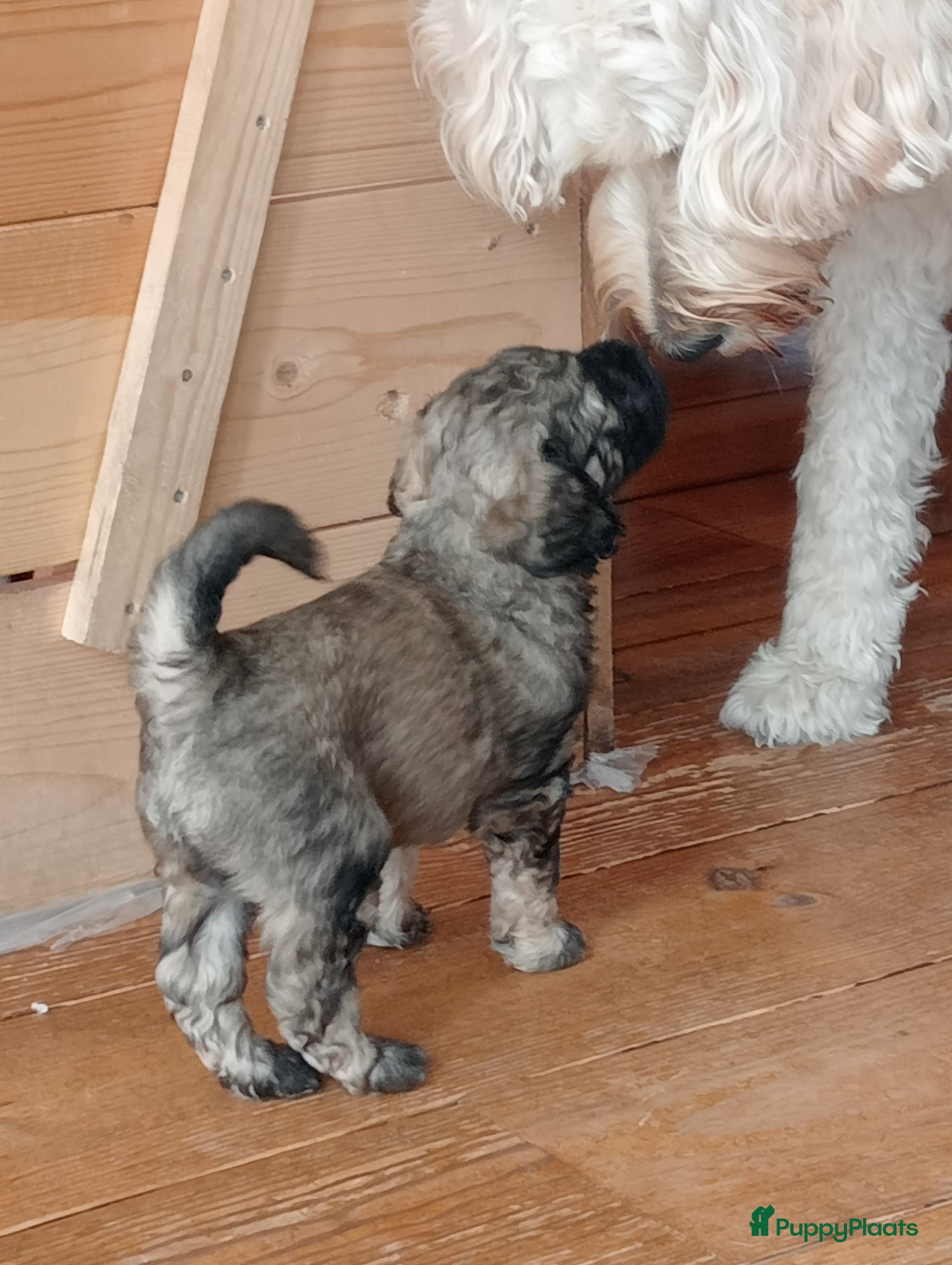 Labradoodle honden Labradoodle puppies  - Advertentie 4