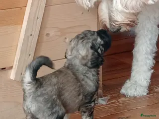 Labradoodle honden Labradoodle puppies - Advertentie 4