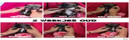 Kruising honden te koop: Prachtige Border Collie x Mechelse Herder pups F1 - Advertentie 4