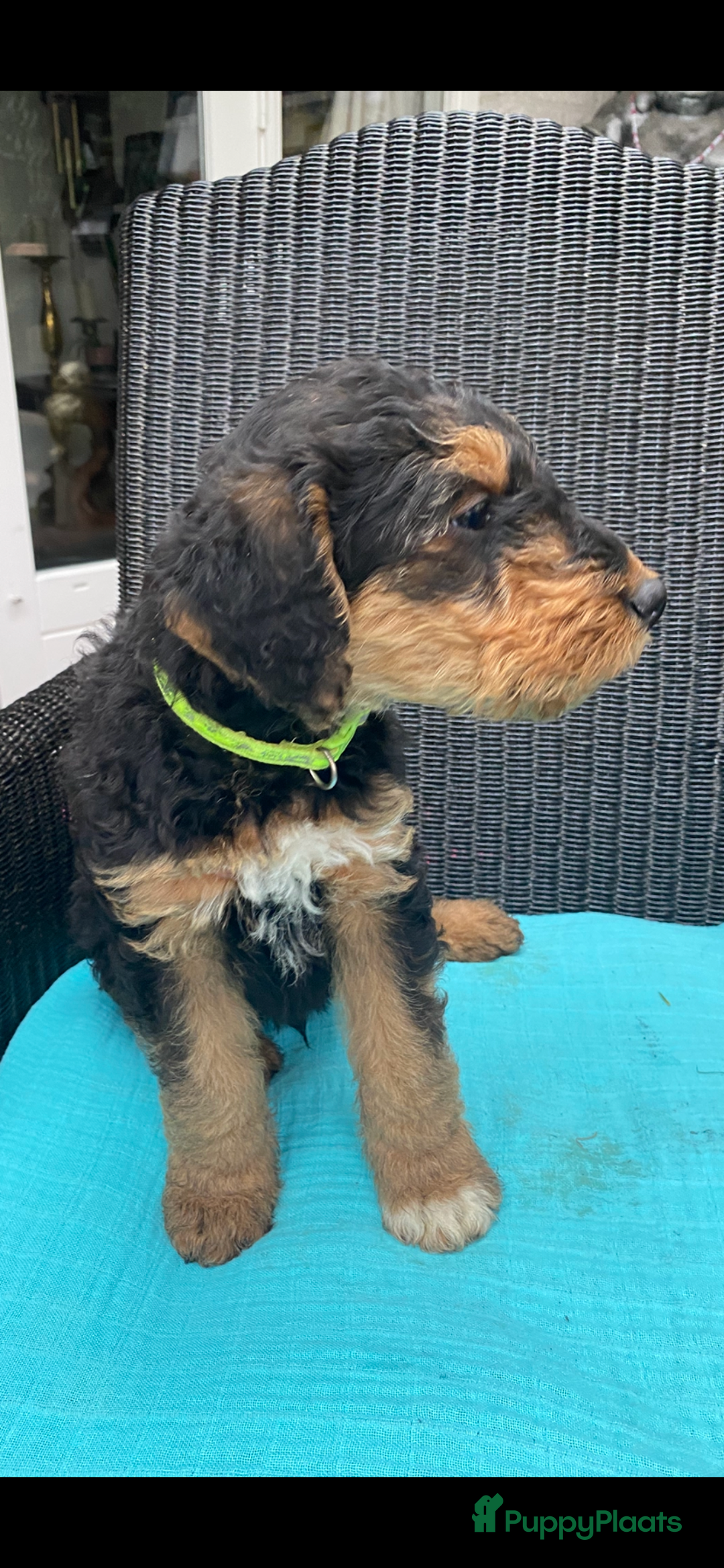 Airedale Terriër honden te koop: Airedale terriër pups  - Advertentie 35
