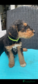 Airedale Terriër Puppy 3