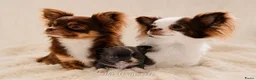 Chihuahua honden te koop: Chihuahua pup van geteste ouders - Advertentie 4