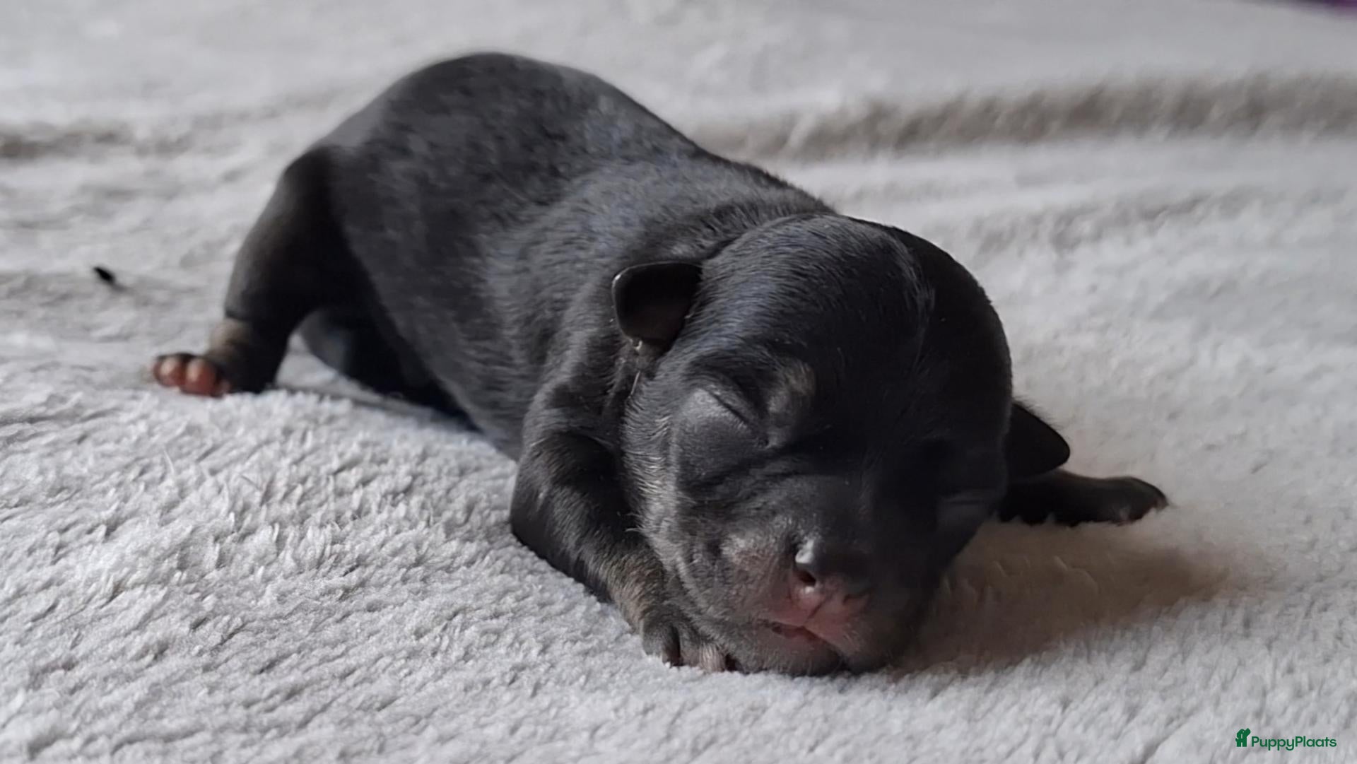 Chihuahua honden te koop: Chihuahua reutjes brindle & black&tan - Advertentie 1