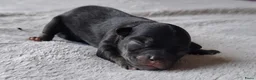 Chihuahua honden te koop: Chihuahua reutjes brindle & black&tan - Advertentie 1