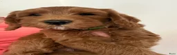 Australian Labradoodle honden te koop: Australian Labradoodle pups van geteste ouders - Advertentie 2