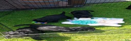 Labradoodle honden te koop: Labradoodle puppie's Reutjes en Teefjes. - Advertentie 7