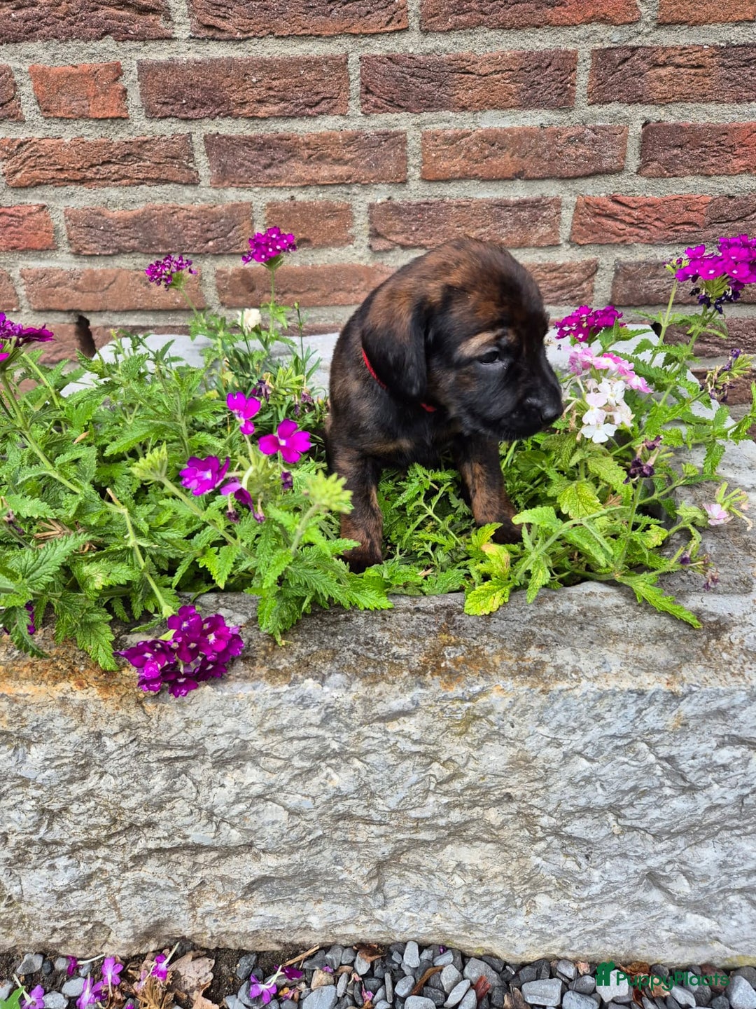 Labrador Retriever honden te koop: Knappe labrador x beierse bergzweethond mix - Afbeelding 5