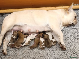 Franse Bulldog honden Franse bulldog raszuiver FCI (geteste ouders) - Advertentie 4