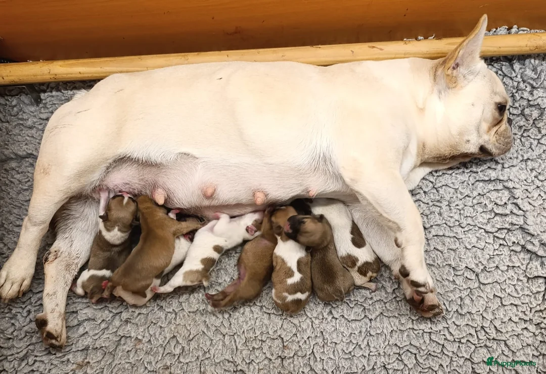 Franse Bulldog honden te koop: Franse bulldog raszuiver FCI (geteste ouders)  - Advertentie 1