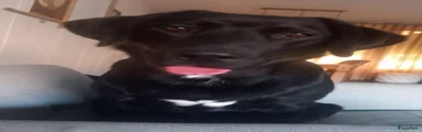 Luna!