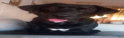 Kruising honden te koop: 3Luik Luna! - Advertentie 3