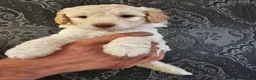 Kruising honden te koop: Wit medium doodle teefje!! - Advertentie 21