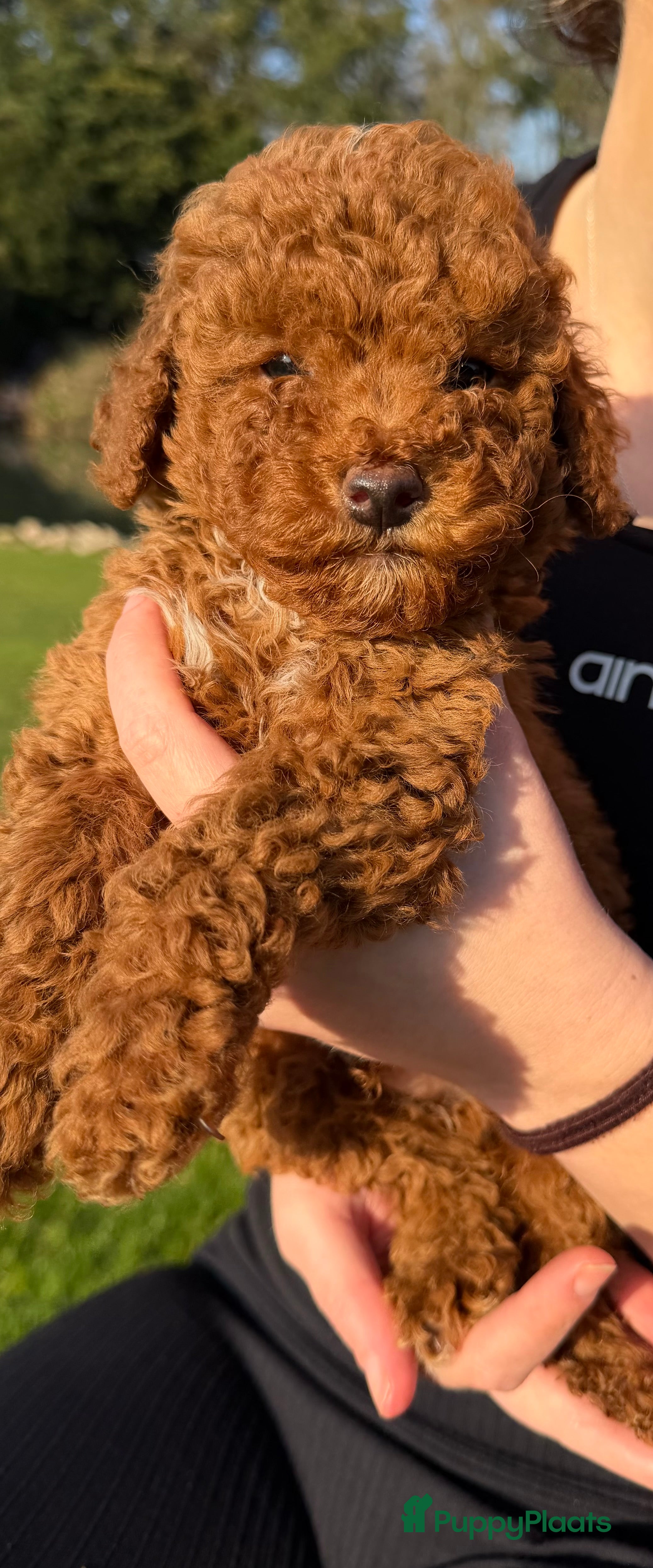 Poedel Toy honden Toy poedel pups te koop - Advertentie 2