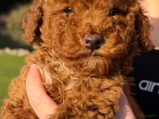 Poedel Toy honden Toy poedel pups te koop - Advertentie 2