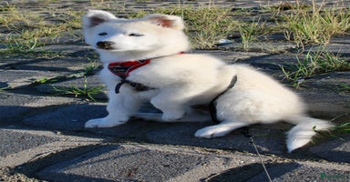 Pomsky honden - Advertentie 2