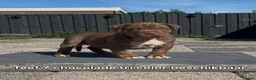 Amerikaanse Bully honden te koop: Bully xl  in Groningen - Advertentie 4