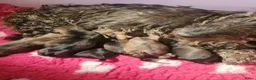 Ruwhaar Teckel honden te koop: Standaard ruwhaar teckel pups  - Advertentie 13