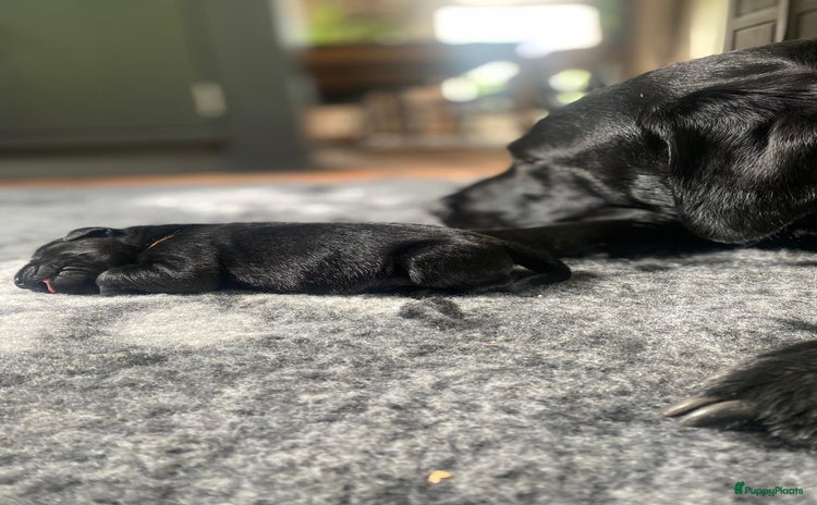 Labrador Retriever honden - Advertentie 6