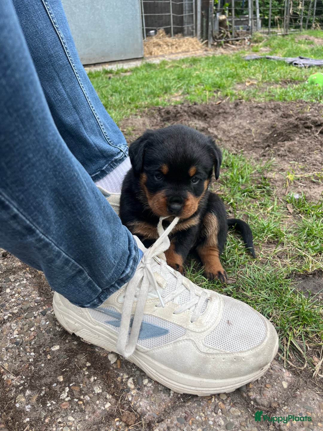 Rottweiler honden te koop: Rottweiler pups - Afbeelding 2