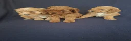 Cavapoo honden te koop: cavapoo puppen beschikbaar - Advertentie 4
